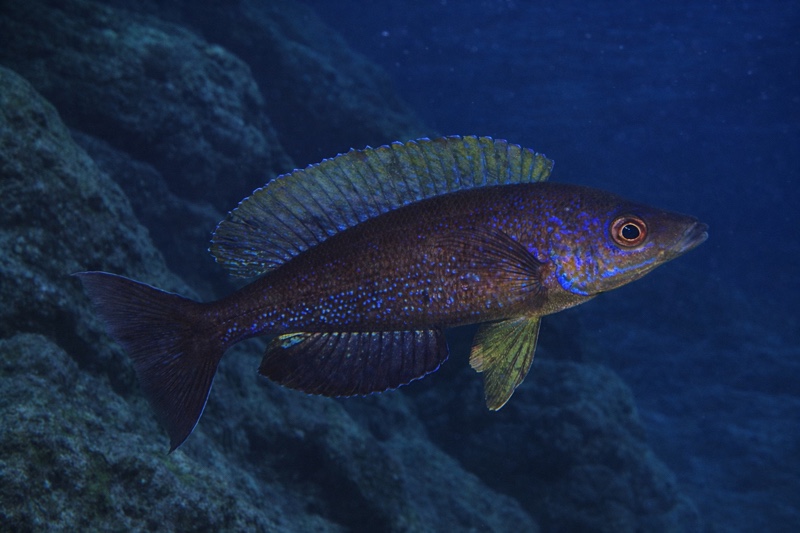 Cyprichromis microlepidotus 'Bemba'